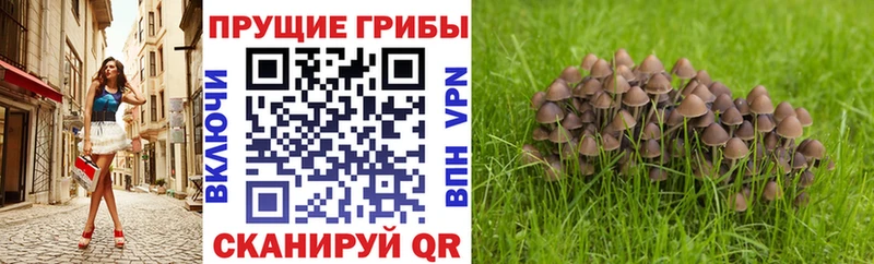Псилоцибиновые грибы GOLDEN TEACHER  Купить закладки  Макарьев 